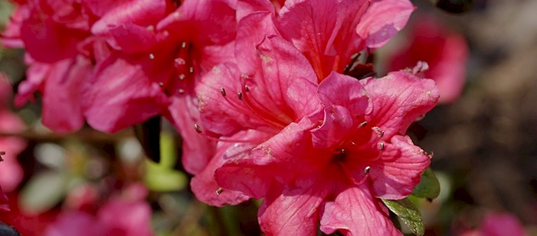 Stecklingsvermehrte, schwachwüchsige Rhododendron