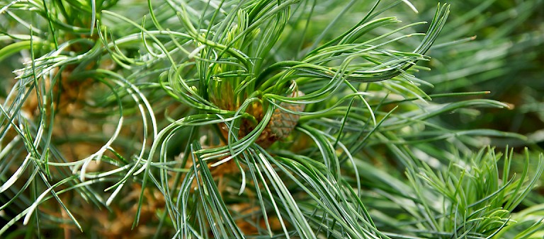 Nadelgehölzveredlungen, Pinus